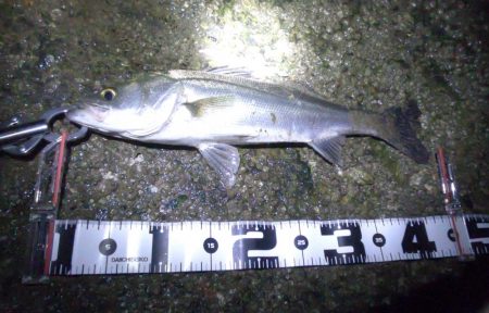 パワーイソメでシーバス